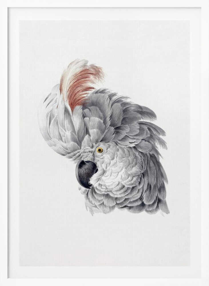 A framed vintage-style scientific illustration of a cockatoo's head against a white background. The bird is shown in profile, with detailed grey and white feathers, a large reddish-brown crest, a dark curved beak, and a yellow eye. Print