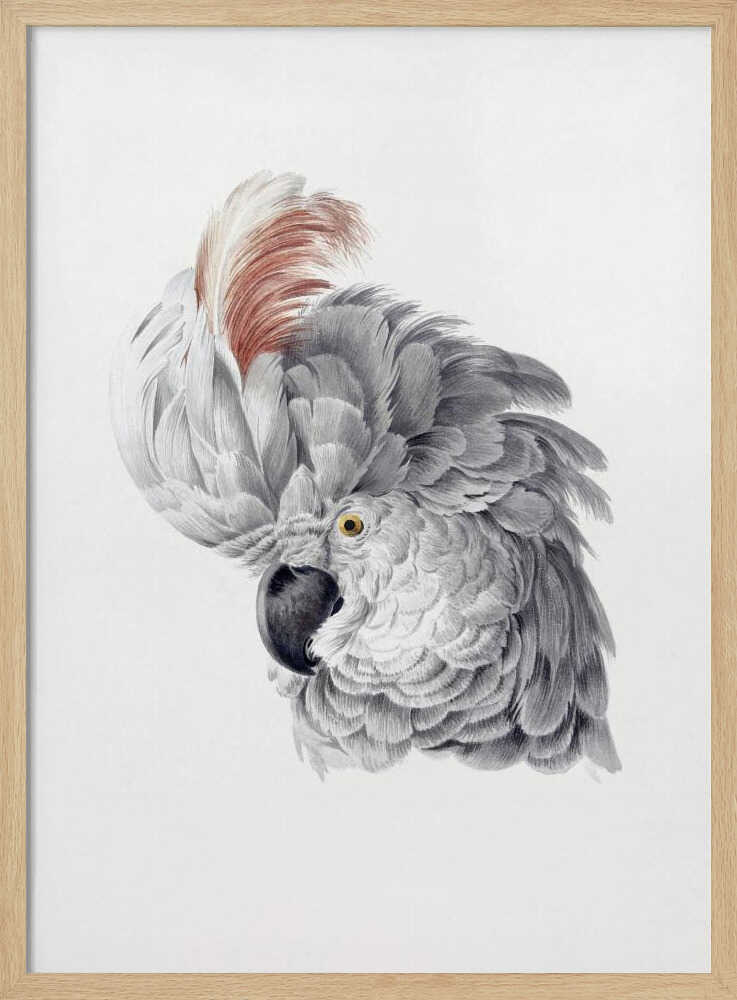 A framed vintage-style scientific illustration of a cockatoo's head against a white background. The bird is shown in profile, with detailed grey and white feathers, a large reddish-brown crest, a dark curved beak, and a yellow eye. Print