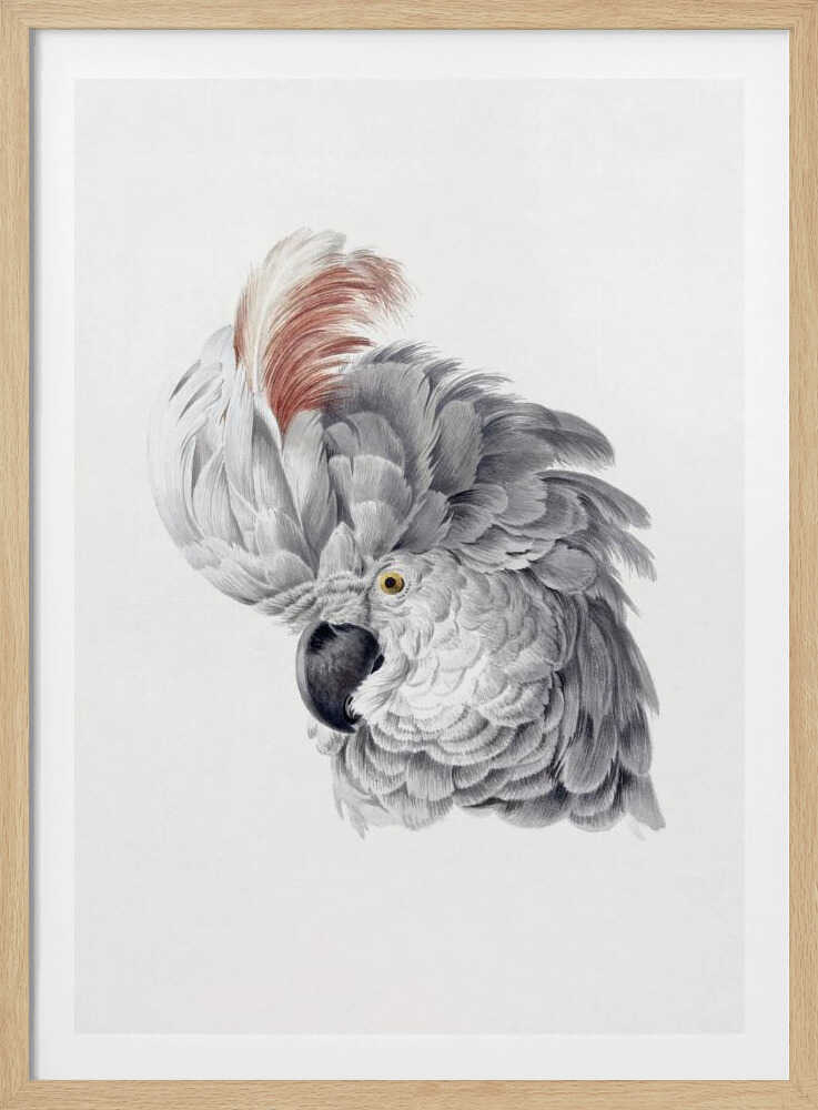 A framed vintage-style scientific illustration of a cockatoo's head against a white background. The bird is shown in profile, with detailed grey and white feathers, a large reddish-brown crest, a dark curved beak, and a yellow eye. Print