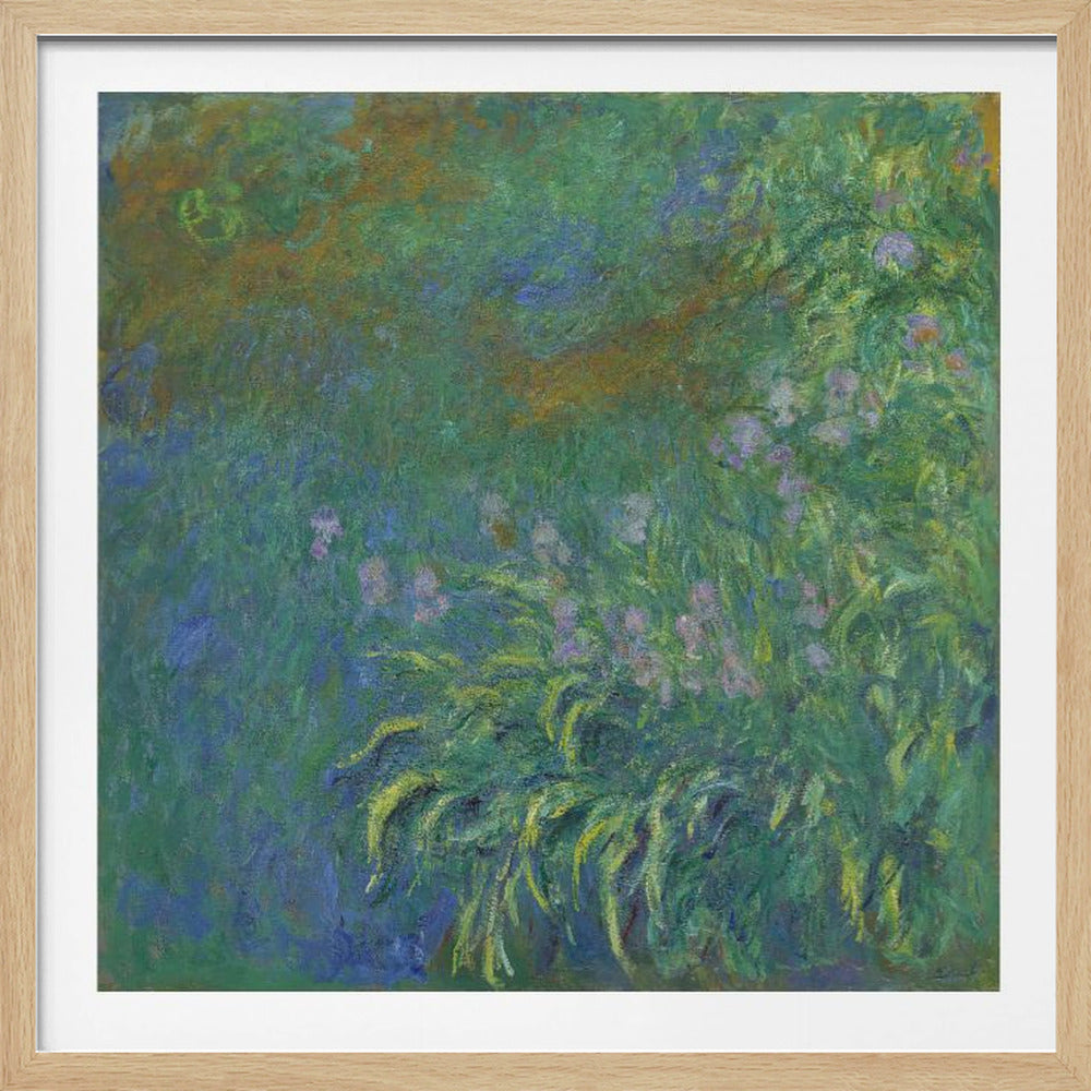 An impressionist painting by Claude Monet, 'The Artist's Garden at Giverny,' featuring a dense patch of purple irises amidst a sea of green and blue foliage, rendered with textured brushstrokes and set in a light wood frame. Print