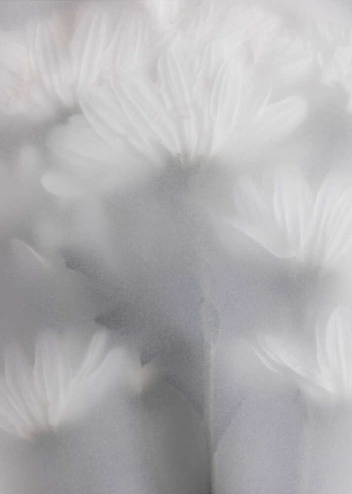 Blurred Flowers 6 - Poster / Art Print