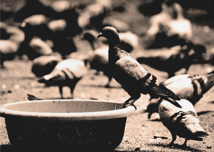 A sepia-toned, high-contrast photograph of a pigeon perched on the edge of a large, weathered bowl. In the soft-focus background, a large flock of other pigeons mills around on the ground. The image has a silver-colored frame. Artwork