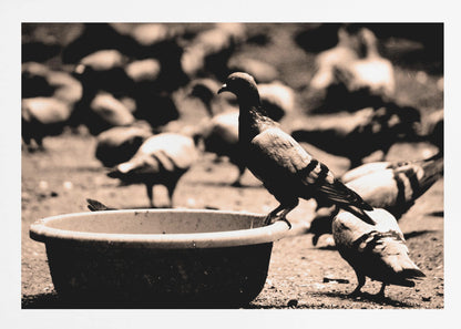 A sepia-toned, high-contrast photograph of a pigeon perched on the edge of a large, weathered bowl. In the soft-focus background, a large flock of other pigeons mills around on the ground. The image has a silver-colored frame. Artwork