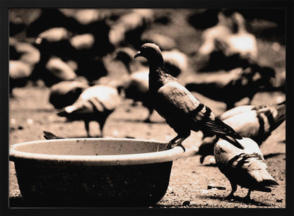 A sepia-toned, high-contrast photograph of a pigeon perched on the edge of a large, weathered bowl. In the soft-focus background, a large flock of other pigeons mills around on the ground. The image has a silver-colored frame. Artwork