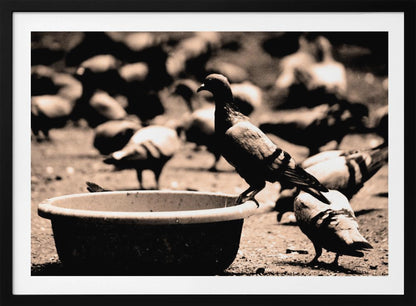 A sepia-toned, high-contrast photograph of a pigeon perched on the edge of a large, weathered bowl. In the soft-focus background, a large flock of other pigeons mills around on the ground. The image has a silver-colored frame. Artwork