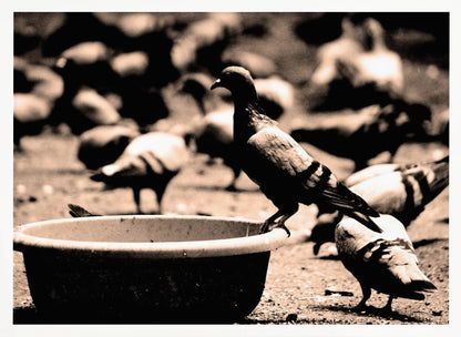 A sepia-toned, high-contrast photograph of a pigeon perched on the edge of a large, weathered bowl. In the soft-focus background, a large flock of other pigeons mills around on the ground. The image has a silver-colored frame. Artwork