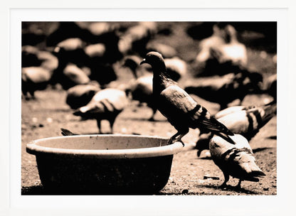 A sepia-toned, high-contrast photograph of a pigeon perched on the edge of a large, weathered bowl. In the soft-focus background, a large flock of other pigeons mills around on the ground. The image has a silver-colored frame. Artwork