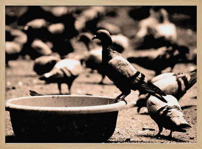 A sepia-toned, high-contrast photograph of a pigeon perched on the edge of a large, weathered bowl. In the soft-focus background, a large flock of other pigeons mills around on the ground. The image has a silver-colored frame. Artwork