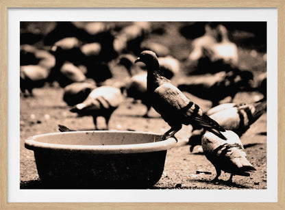 A sepia-toned, high-contrast photograph of a pigeon perched on the edge of a large, weathered bowl. In the soft-focus background, a large flock of other pigeons mills around on the ground. The image has a silver-colored frame. Artwork