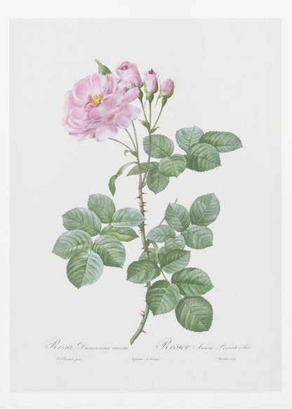 A vintage botanical illustration of a pink Damask rose stem against a plain off-white background. The detailed drawing shows a thorny stem with vibrant green leaves, a fully bloomed pink rose with a yellow center, and several smaller pink buds. Cursive text is written at the bottom. The print is displayed in a thin black frame. Artwork