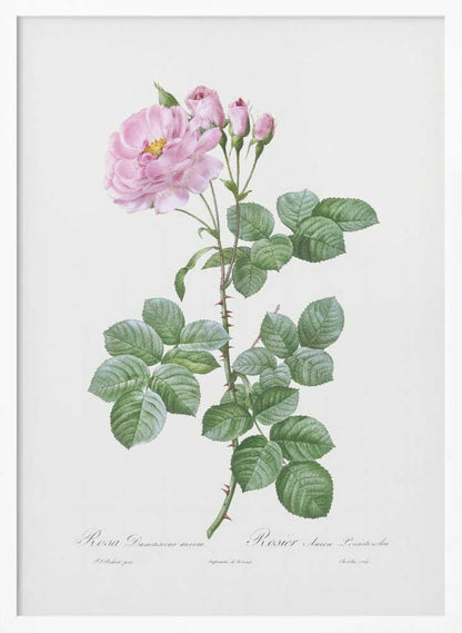 A vintage botanical illustration of a pink Damask rose stem against a plain off-white background. The detailed drawing shows a thorny stem with vibrant green leaves, a fully bloomed pink rose with a yellow center, and several smaller pink buds. Cursive text is written at the bottom. The print is displayed in a thin black frame. Artwork