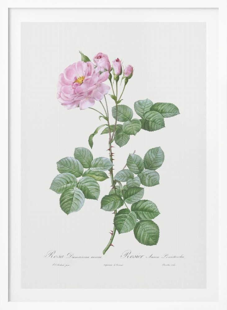 A vintage botanical illustration of a pink Damask rose stem against a plain off-white background. The detailed drawing shows a thorny stem with vibrant green leaves, a fully bloomed pink rose with a yellow center, and several smaller pink buds. Cursive text is written at the bottom. The print is displayed in a thin black frame. Artwork
