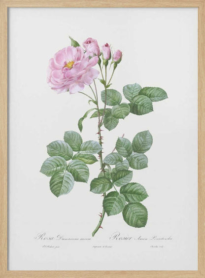 A vintage botanical illustration of a pink Damask rose stem against a plain off-white background. The detailed drawing shows a thorny stem with vibrant green leaves, a fully bloomed pink rose with a yellow center, and several smaller pink buds. Cursive text is written at the bottom. The print is displayed in a thin black frame. Artwork