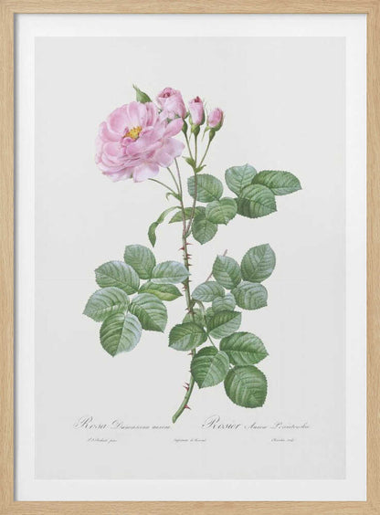 A vintage botanical illustration of a pink Damask rose stem against a plain off-white background. The detailed drawing shows a thorny stem with vibrant green leaves, a fully bloomed pink rose with a yellow center, and several smaller pink buds. Cursive text is written at the bottom. The print is displayed in a thin black frame. Artwork