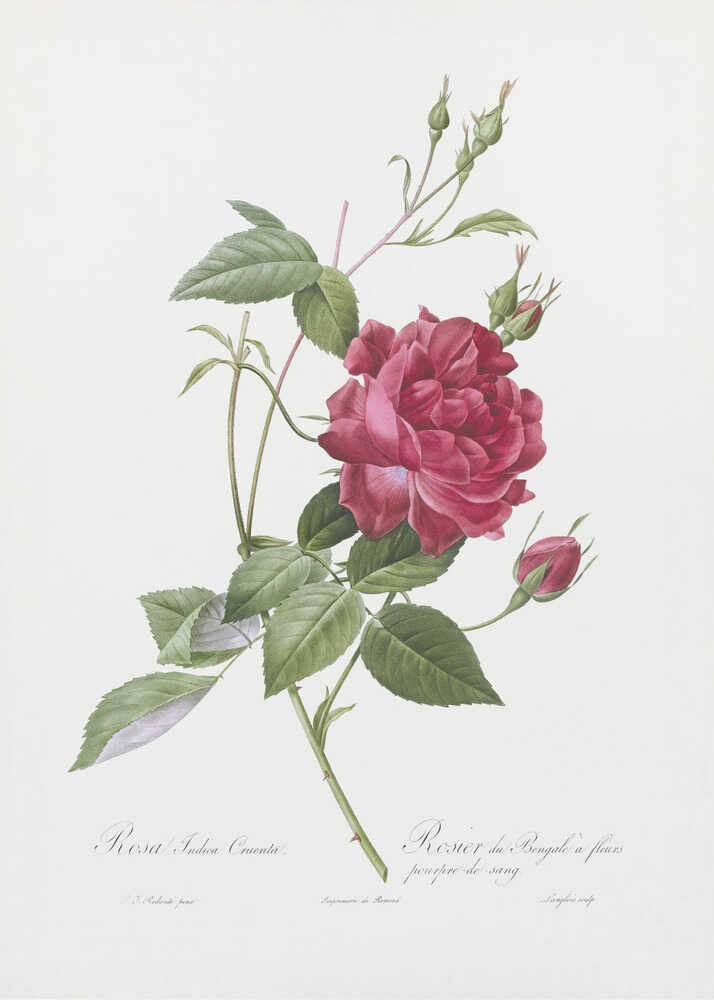 A vintage botanical illustration of a deep red rose with lush green leaves and several buds on a single stem, set against an off-white background. The artwork is framed in a simple black frame and features cursive script at the bottom identifying the flower. Print
