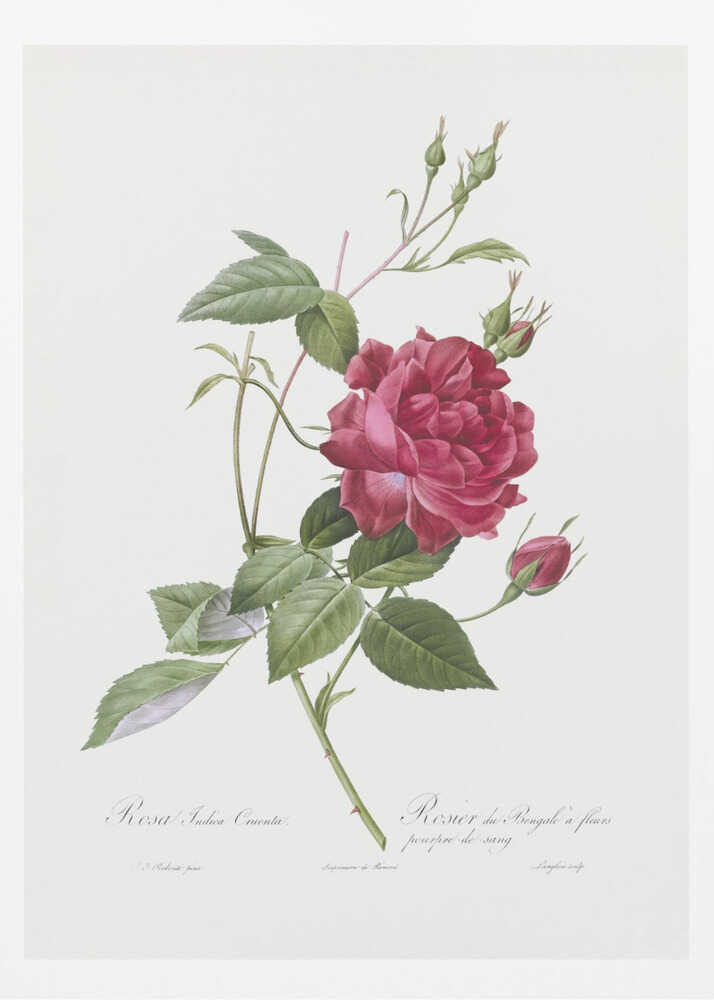A vintage botanical illustration of a deep red rose with lush green leaves and several buds on a single stem, set against an off-white background. The artwork is framed in a simple black frame and features cursive script at the bottom identifying the flower. Print