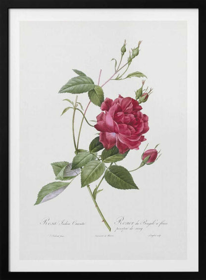 A vintage botanical illustration of a deep red rose with lush green leaves and several buds on a single stem, set against an off-white background. The artwork is framed in a simple black frame and features cursive script at the bottom identifying the flower. Print
