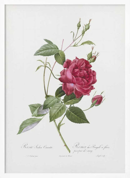 A vintage botanical illustration of a deep red rose with lush green leaves and several buds on a single stem, set against an off-white background. The artwork is framed in a simple black frame and features cursive script at the bottom identifying the flower. Print
