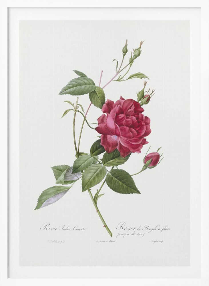 A vintage botanical illustration of a deep red rose with lush green leaves and several buds on a single stem, set against an off-white background. The artwork is framed in a simple black frame and features cursive script at the bottom identifying the flower. Print
