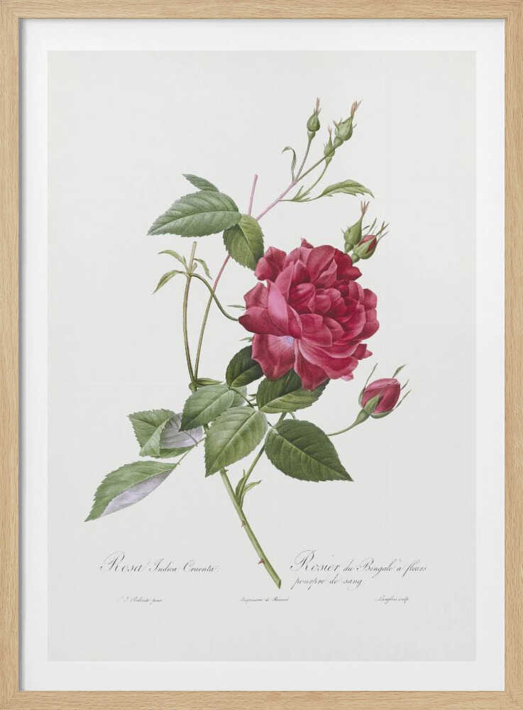 A vintage botanical illustration of a deep red rose with lush green leaves and several buds on a single stem, set against an off-white background. The artwork is framed in a simple black frame and features cursive script at the bottom identifying the flower. Print