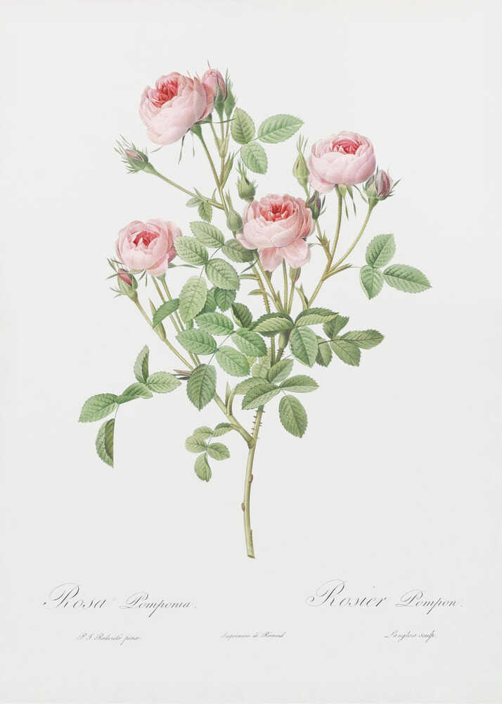A vintage botanical illustration of a Rosa Pomponia, also known as Rosier Pompon, featuring a flowering stem with pink roses and green leaves against a white background. Cursive text at the bottom identifies the species. The artwork is framed in black. Print