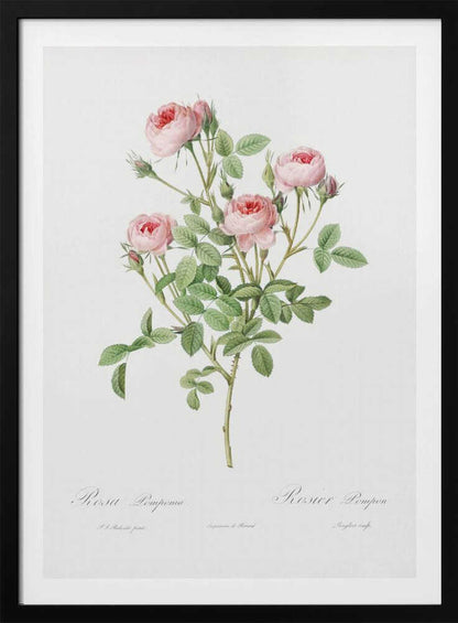 A vintage botanical illustration of a Rosa Pomponia, also known as Rosier Pompon, featuring a flowering stem with pink roses and green leaves against a white background. Cursive text at the bottom identifies the species. The artwork is framed in black. Print