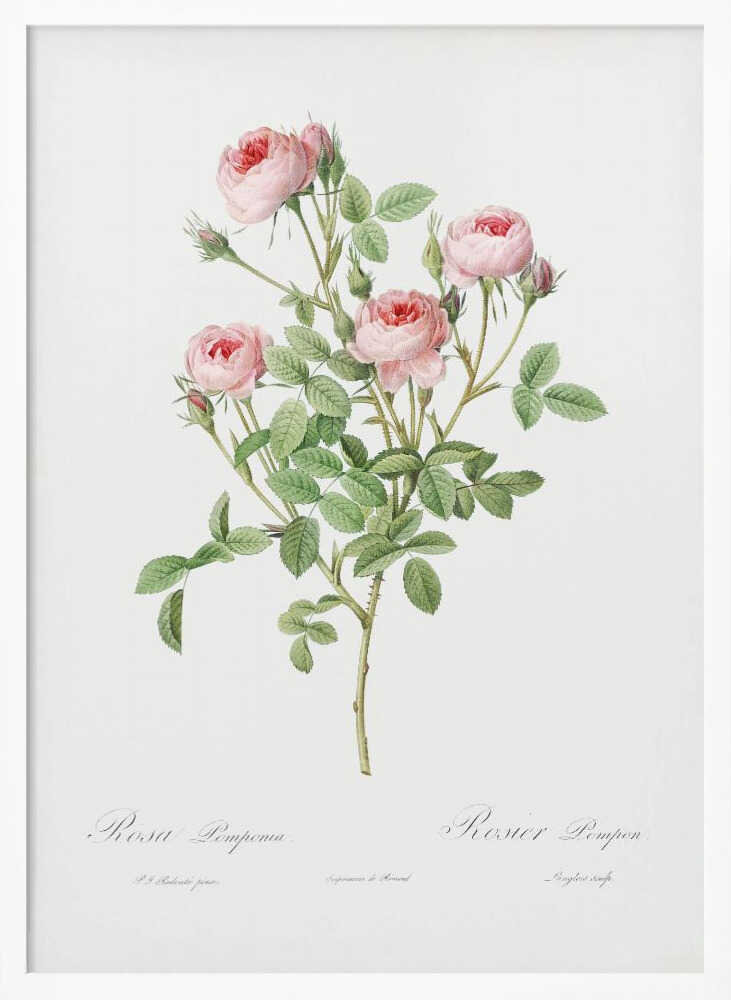 A vintage botanical illustration of a Rosa Pomponia, also known as Rosier Pompon, featuring a flowering stem with pink roses and green leaves against a white background. Cursive text at the bottom identifies the species. The artwork is framed in black. Print