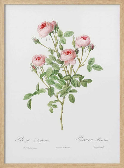 A vintage botanical illustration of a Rosa Pomponia, also known as Rosier Pompon, featuring a flowering stem with pink roses and green leaves against a white background. Cursive text at the bottom identifies the species. The artwork is framed in black. Print