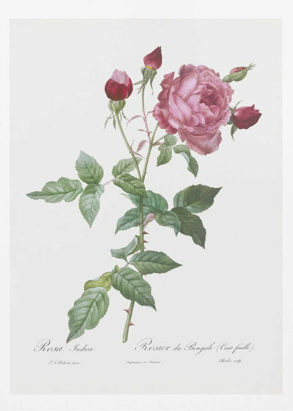 A vintage botanical illustration of a pink and red rose stem, featuring a large, fully bloomed pink flower and several red buds. The thorny green stalk and detailed leaves are set against a plain off-white background with cursive text below. The artwork is presented in a simple black frame. Wall Art