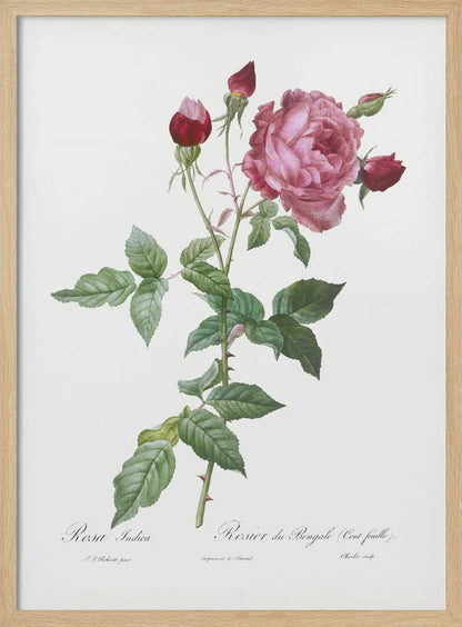 A vintage botanical illustration of a pink and red rose stem, featuring a large, fully bloomed pink flower and several red buds. The thorny green stalk and detailed leaves are set against a plain off-white background with cursive text below. The artwork is presented in a simple black frame. Wall Art