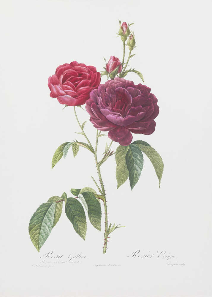 A classic botanical illustration of a rose stem with two large blossoms, one bright red and the other a deep magenta, along with several buds. The stem is green with thorns and leaves, set against an off-white background and presented in a simple black frame. Artwork