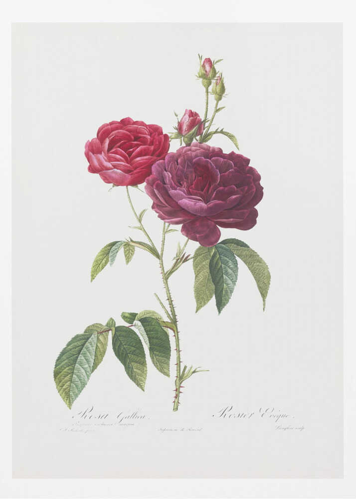 A classic botanical illustration of a rose stem with two large blossoms, one bright red and the other a deep magenta, along with several buds. The stem is green with thorns and leaves, set against an off-white background and presented in a simple black frame. Artwork