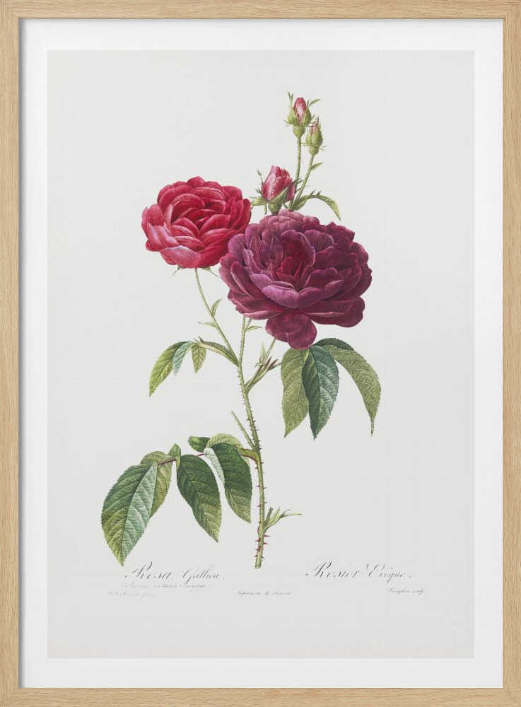 A classic botanical illustration of a rose stem with two large blossoms, one bright red and the other a deep magenta, along with several buds. The stem is green with thorns and leaves, set against an off-white background and presented in a simple black frame. Artwork