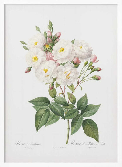 A vintage botanical illustration of a branch of white roses with yellow centers and pink buds. The detailed drawing shows lush green leaves on a white background, with scientific script at the bottom. The entire print is framed in a simple black frame. Poster