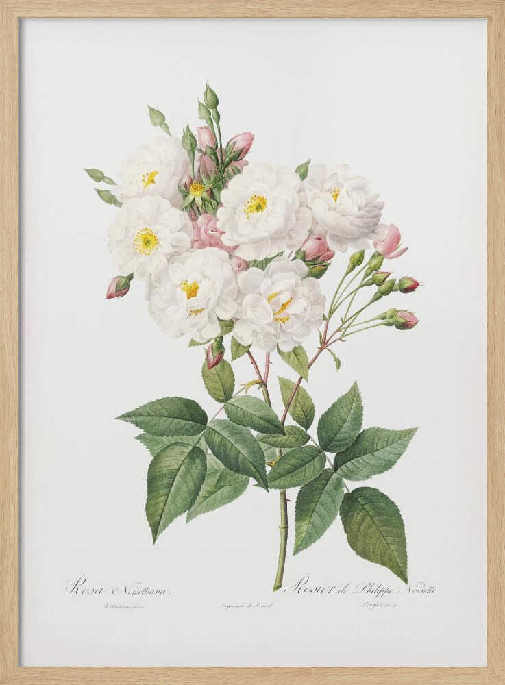 A vintage botanical illustration of a branch of white roses with yellow centers and pink buds. The detailed drawing shows lush green leaves on a white background, with scientific script at the bottom. The entire print is framed in a simple black frame. Poster