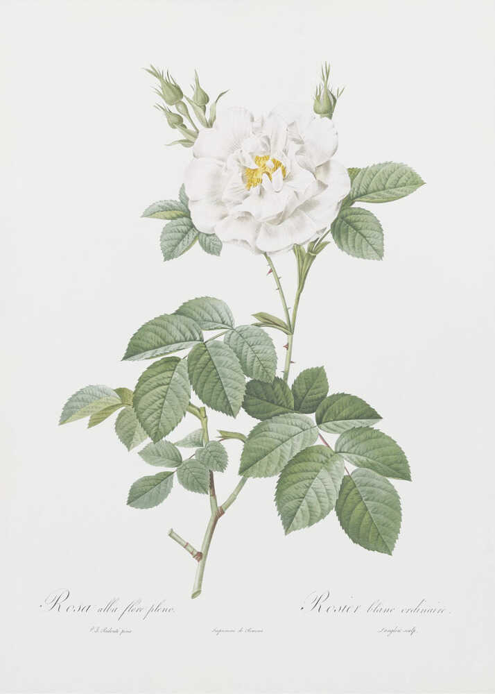 A vintage botanical illustration of a white rose, labeled 'Rosa alba flore pleno'. The flower is in full bloom with a yellow center, surrounded by buds and lush green leaves on a thorny stem. The artwork is presented on an off-white background with cursive text at the bottom and is displayed in a simple black frame. Wall Art