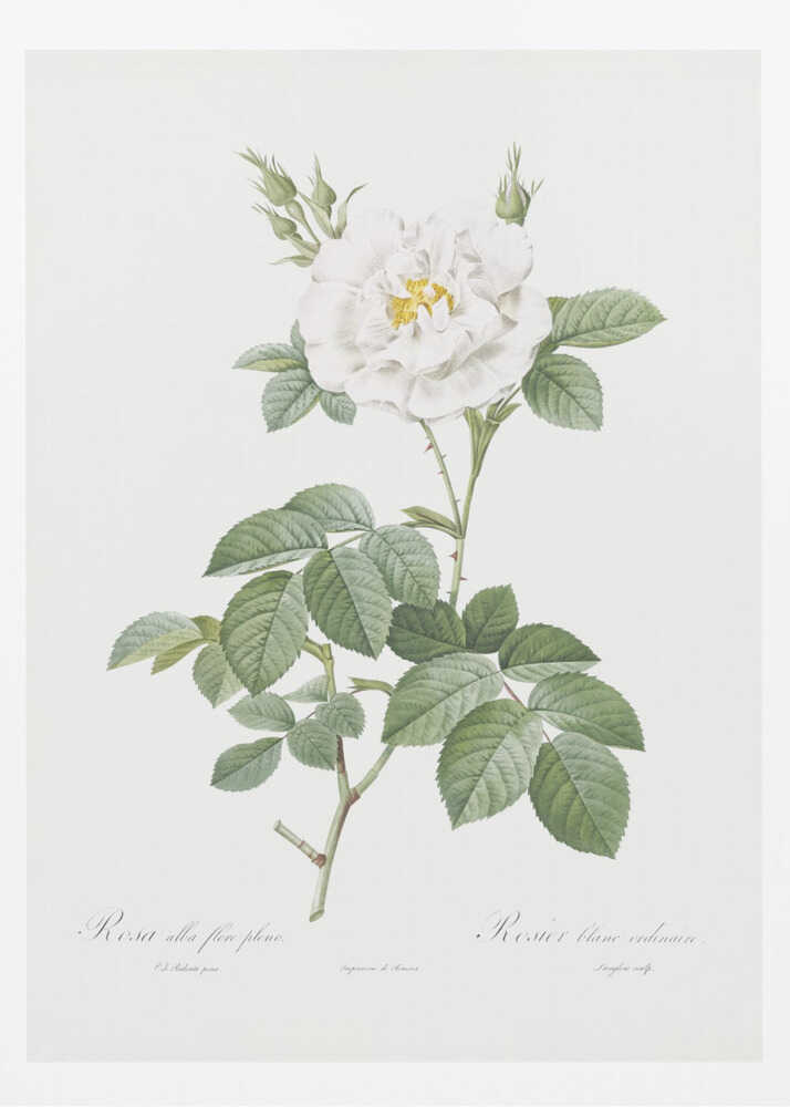 A vintage botanical illustration of a white rose, labeled 'Rosa alba flore pleno'. The flower is in full bloom with a yellow center, surrounded by buds and lush green leaves on a thorny stem. The artwork is presented on an off-white background with cursive text at the bottom and is displayed in a simple black frame. Wall Art