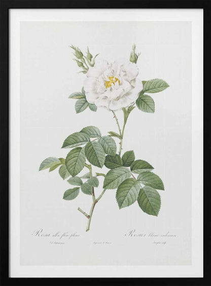 A vintage botanical illustration of a white rose, labeled 'Rosa alba flore pleno'. The flower is in full bloom with a yellow center, surrounded by buds and lush green leaves on a thorny stem. The artwork is presented on an off-white background with cursive text at the bottom and is displayed in a simple black frame. Wall Art