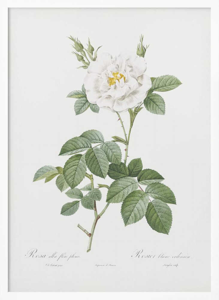 A vintage botanical illustration of a white rose, labeled 'Rosa alba flore pleno'. The flower is in full bloom with a yellow center, surrounded by buds and lush green leaves on a thorny stem. The artwork is presented on an off-white background with cursive text at the bottom and is displayed in a simple black frame. Wall Art