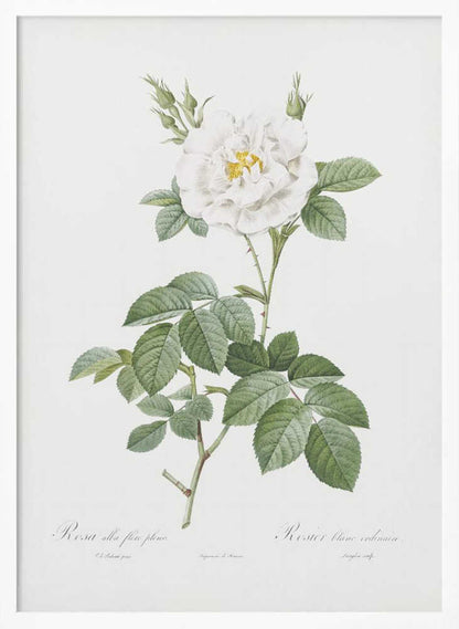 A vintage botanical illustration of a white rose, labeled 'Rosa alba flore pleno'. The flower is in full bloom with a yellow center, surrounded by buds and lush green leaves on a thorny stem. The artwork is presented on an off-white background with cursive text at the bottom and is displayed in a simple black frame. Wall Art