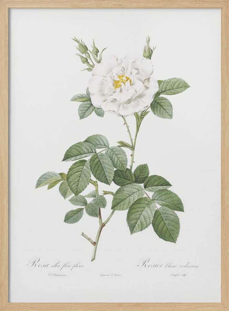 A vintage botanical illustration of a white rose, labeled 'Rosa alba flore pleno'. The flower is in full bloom with a yellow center, surrounded by buds and lush green leaves on a thorny stem. The artwork is presented on an off-white background with cursive text at the bottom and is displayed in a simple black frame. Wall Art