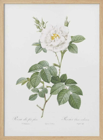 A vintage botanical illustration of a white rose, labeled 'Rosa alba flore pleno'. The flower is in full bloom with a yellow center, surrounded by buds and lush green leaves on a thorny stem. The artwork is presented on an off-white background with cursive text at the bottom and is displayed in a simple black frame. Wall Art