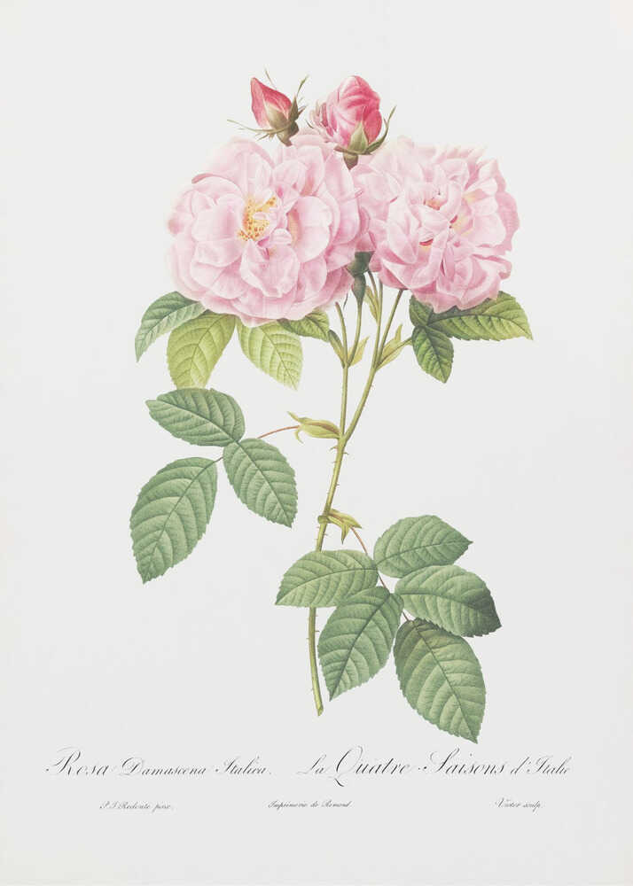 A classic botanical illustration of a pink Damask Rose stem featuring two large, fully bloomed flowers, two smaller buds, and detailed green leaves against a white background. Cursive script is visible at the bottom. The print is housed in a simple black frame. Poster