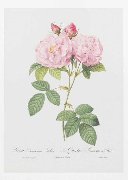 A classic botanical illustration of a pink Damask Rose stem featuring two large, fully bloomed flowers, two smaller buds, and detailed green leaves against a white background. Cursive script is visible at the bottom. The print is housed in a simple black frame. Poster
