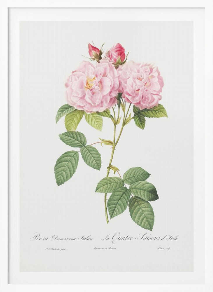 A classic botanical illustration of a pink Damask Rose stem featuring two large, fully bloomed flowers, two smaller buds, and detailed green leaves against a white background. Cursive script is visible at the bottom. The print is housed in a simple black frame. Poster