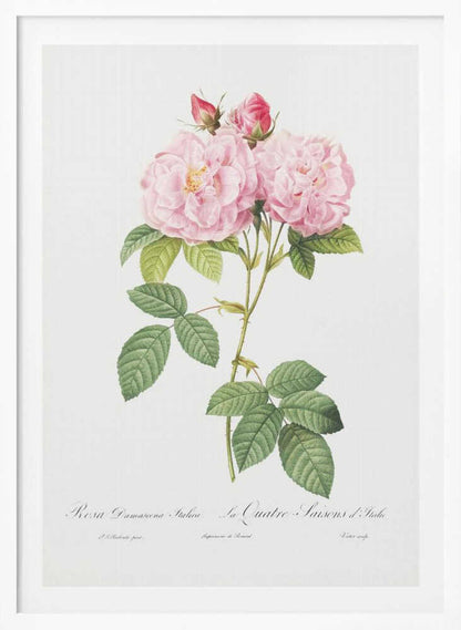 A classic botanical illustration of a pink Damask Rose stem featuring two large, fully bloomed flowers, two smaller buds, and detailed green leaves against a white background. Cursive script is visible at the bottom. The print is housed in a simple black frame. Poster