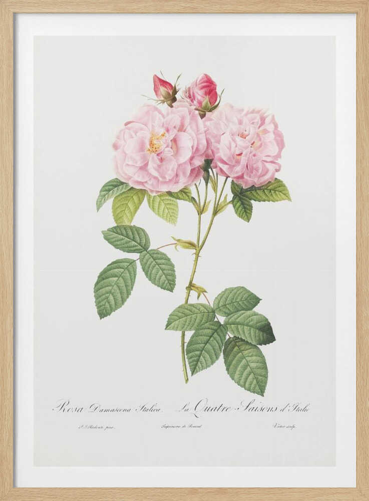 A classic botanical illustration of a pink Damask Rose stem featuring two large, fully bloomed flowers, two smaller buds, and detailed green leaves against a white background. Cursive script is visible at the bottom. The print is housed in a simple black frame. Poster