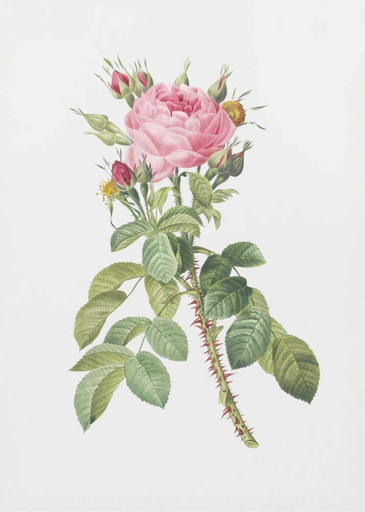 A framed vintage botanical illustration of a pink rose on a white background. The central stem is covered in sharp red thorns and has abundant green leaves. At the top, a large multi-petaled pink rose is in full bloom, surrounded by smaller red and pink buds. Artwork
