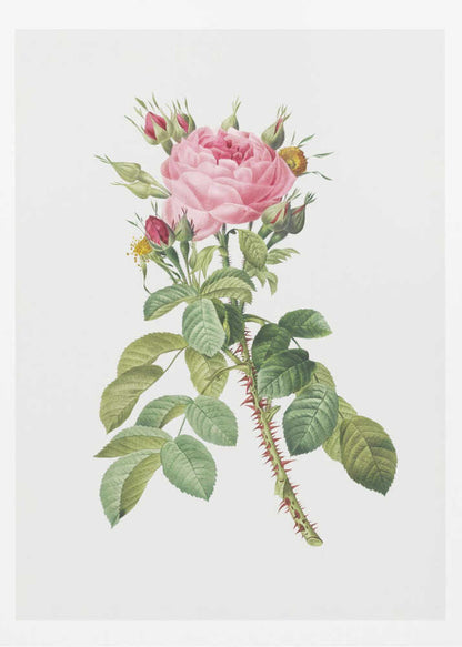 A framed vintage botanical illustration of a pink rose on a white background. The central stem is covered in sharp red thorns and has abundant green leaves. At the top, a large multi-petaled pink rose is in full bloom, surrounded by smaller red and pink buds. Artwork