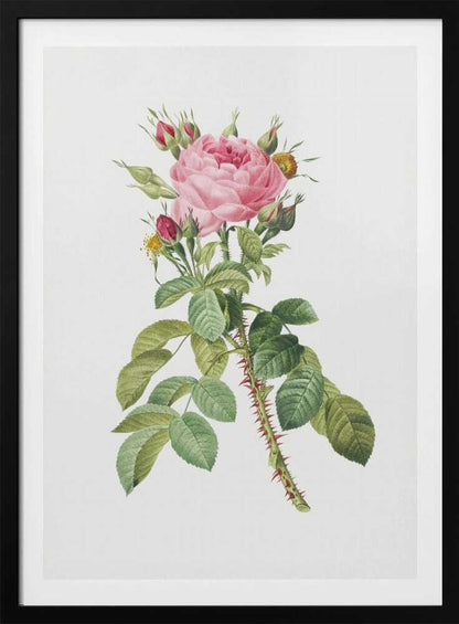 A framed vintage botanical illustration of a pink rose on a white background. The central stem is covered in sharp red thorns and has abundant green leaves. At the top, a large multi-petaled pink rose is in full bloom, surrounded by smaller red and pink buds. Artwork